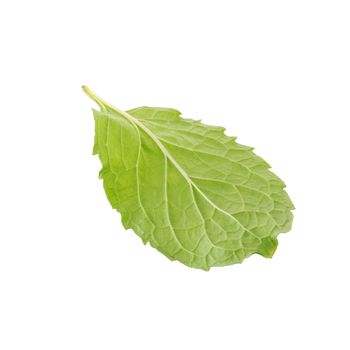 Fresh raw mint leaves isolated on white background.