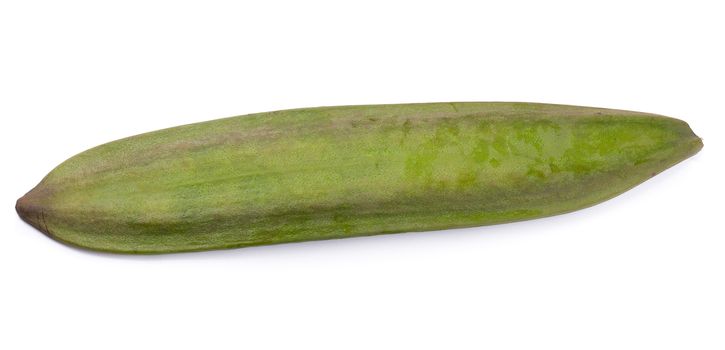 Oroxylum indicum, Eating and medicinal properties tree pod isolated on white background.