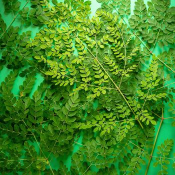 Fresh Moringa green leaves on green balckground.