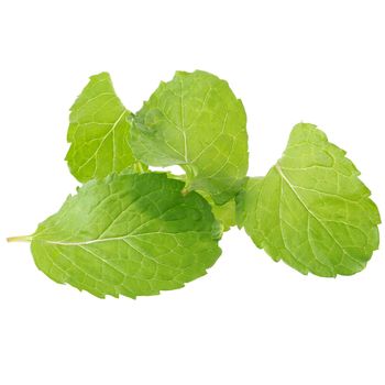 Fresh raw mint leaves isolated on white background.