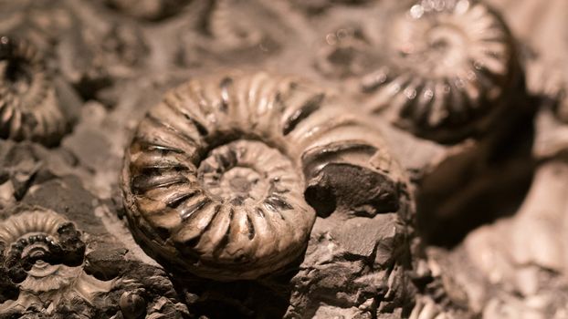 Fossil & Ammonite for fuel energy