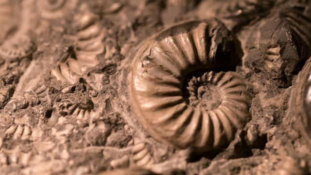 Fossil & Ammonite for fuel energy