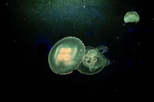 Moon jelly fish in aquarium