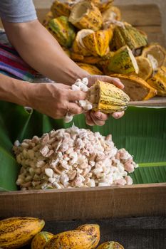 opened raw fresh cocoa pod in hands with beans inside