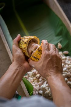 opened raw fresh cocoa pod in hands with beans inside