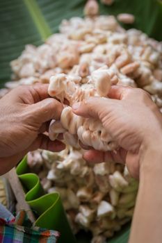 opened raw fresh cocoa pod in hands with beans inside