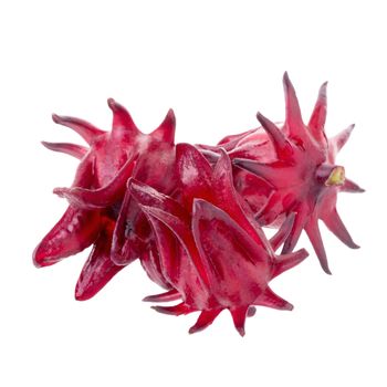 Roselle Hibiscus sabdariffa red fruit flower on white background.