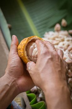 opened raw fresh cocoa pod in hands with beans inside