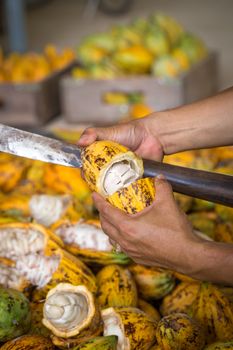 Cacao pod cut open to show cacao beans inside in Thailand.