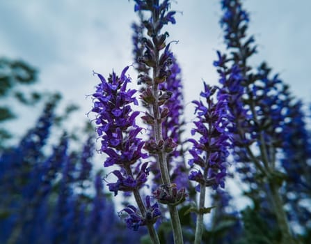 Violet lavender flowers on long stems in bushes