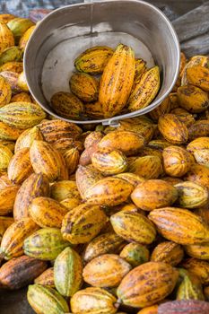 Ripe cocoa pod on ground.