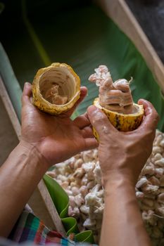 opened raw fresh cocoa pod in hands with beans inside