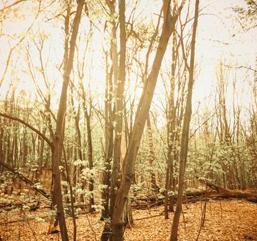 Spring forest landscape at sunset or sunrise, nature and environment