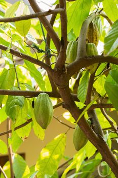 Cacao pods on tree, cacao farm tree.