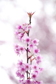 Cherry blossom