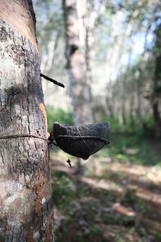 Milk of rubber tree into a wooden bowl 