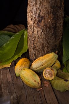 Cacao fruit, raw cacao beans, Cocoa pod on wooden background.