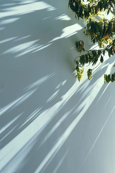 Shadows on the wall, sunshine and sun rays on summer day at sunset, nature and abstract concept