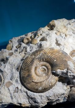 ammonite fossil embedded in stone, real ancient petrified shell for fuel