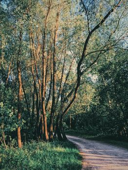 Mystery woods as wilderness landscape, amazing trees in green forest, nature and environment scenery