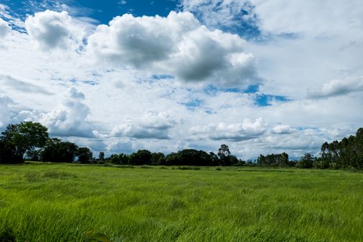 Blue sky with rice plants, green fields and rice fields during the rainy season, Landscape background.