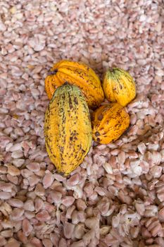 cocoa pod on raw fresh cocoa seed background.