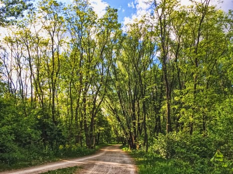 Countryside woods as rural landscape, amazing trees in green forest, nature and environment scenery