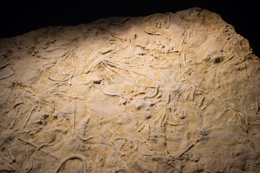 fossil fish embedded in stone, real ancient petrified shell for fuel