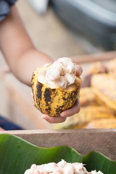 Fresh cocoa beans in the hand of a farmer.