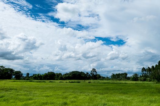 Blue sky with rice plants, green fields and rice fields during the rainy season, Landscape background.