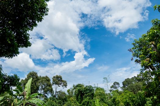 Green trees and blue skiy as a backdrop