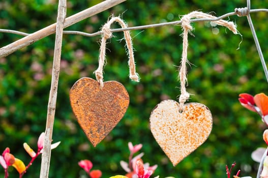 Two old rusty hearts hanging on an old wire fence with the garden in the background