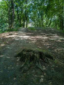 Remains of felled tree in park in front of top of hill