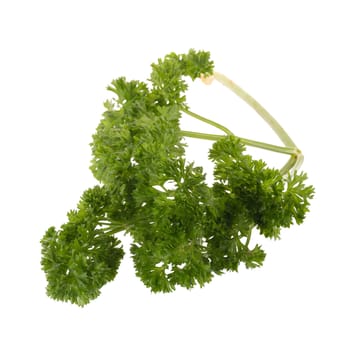 Green leaves of parsley isolated on white background.