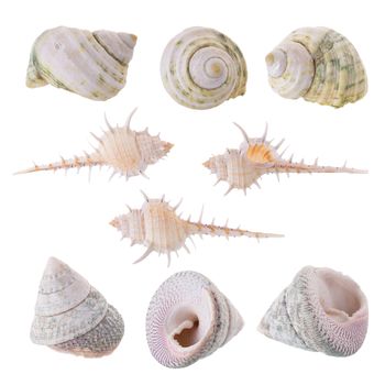 Sea shells arranged isolating on a white background.