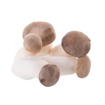 fresh origin mushroom on a white background.