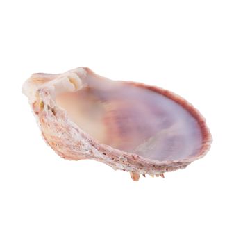 Sea shells arranged isolating on a white background.