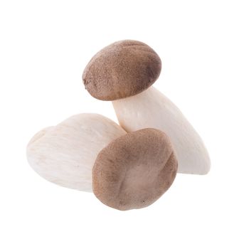 fresh origin mushroom on a white background.