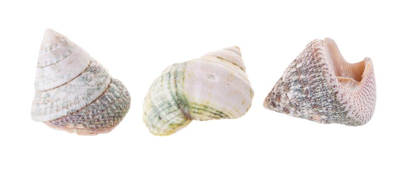 Sea shells arranged isolating on a white background.