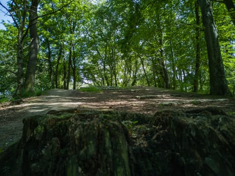 Remains of felled tree in park in front of top of hill