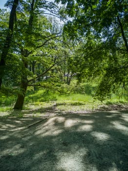 Path in park between trees and green bushes