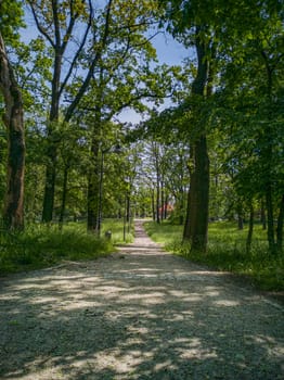 Long path in park between trees and green bushes