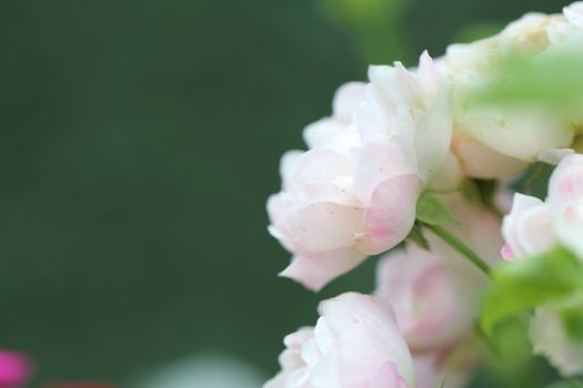 Rose flower in close up