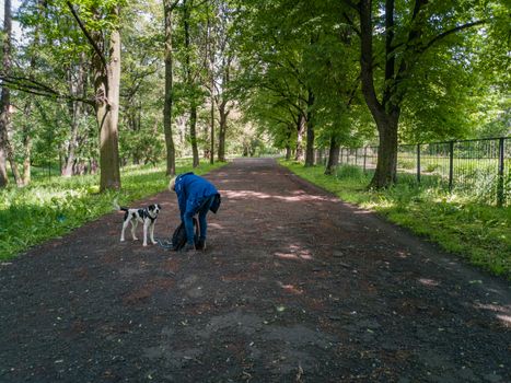 Long path in park between trees and green bushes and man walking with dog