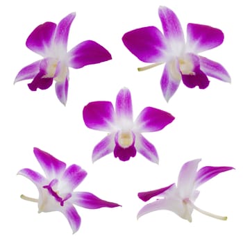 beautiful flower branches orchids on white background.