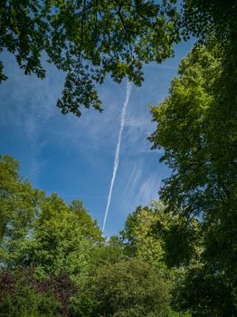 Upward look to blue sky with clouds and plane line between tree crowns