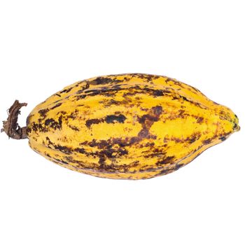 Cacao fruit, raw cacao beans, Cocoa pod isolated on white background.