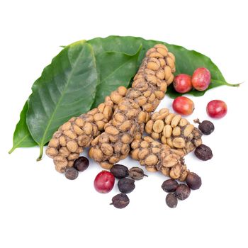 Kopi luwak or civet coffee, Coffee beans excreted by the civet isolated on white background.