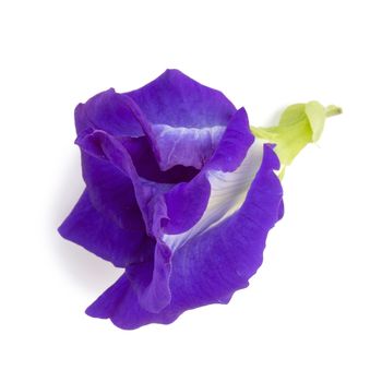 Blue pea flowers isolated on white background.