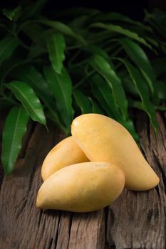 Ripe golden mangos with leaf on wooden background.